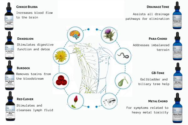 Lymph Homeopathic Protocol | Lymphatic Drainage Support