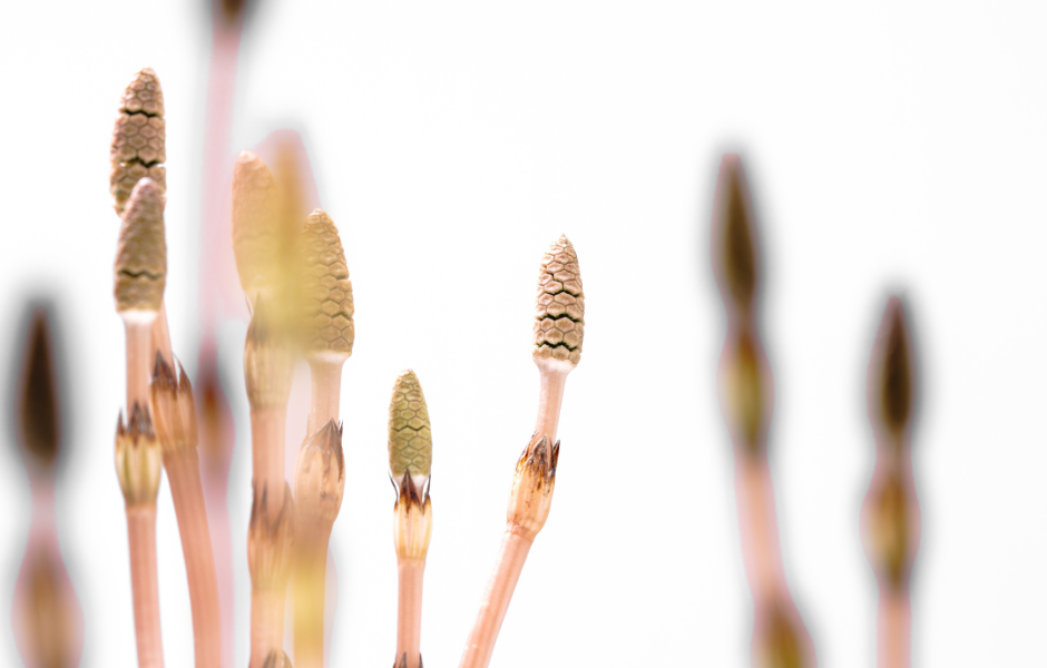 Horsetail Extract