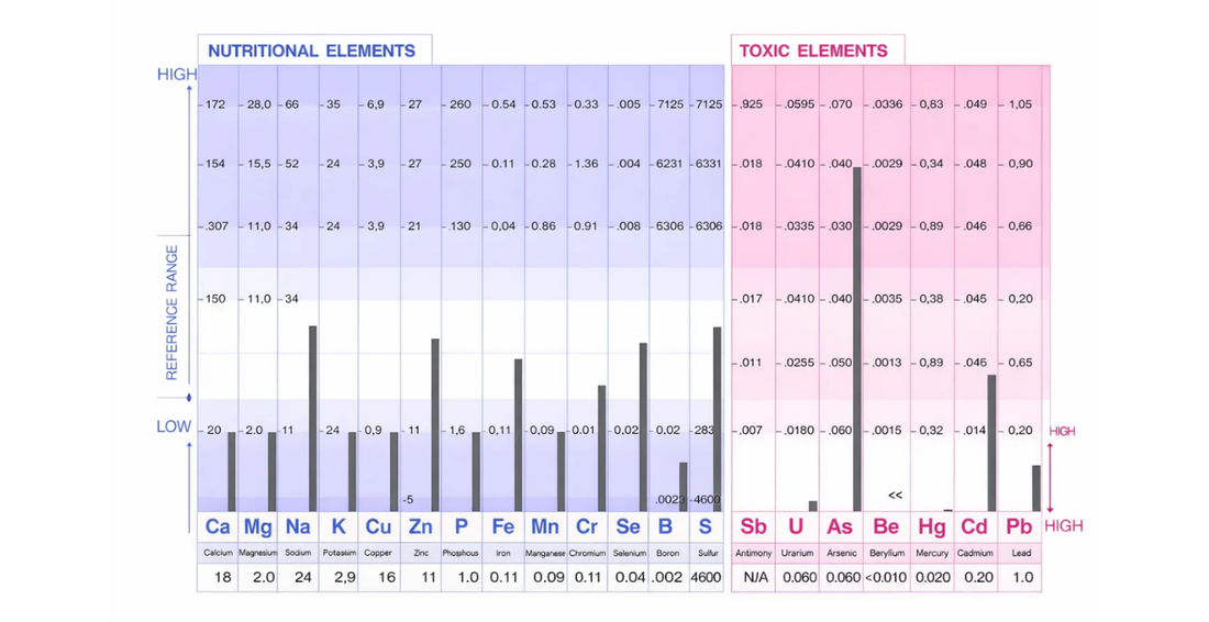 The Mineral Blueprint: Why HTMA Belongs at the Start of Every Healing Protocol
