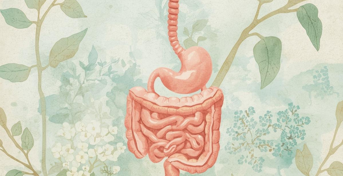 How a Healthy Microbiome Strengthens Your Immune System
