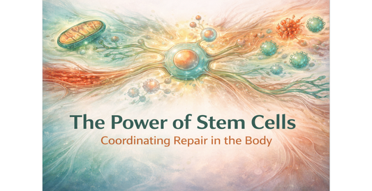 The Physiology of Restoration: How Stem Cells Coordinate Repair
