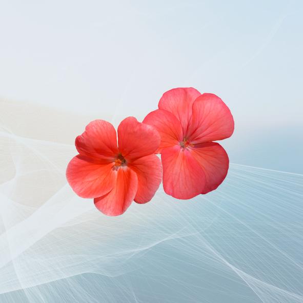 Bach Flower Remedies